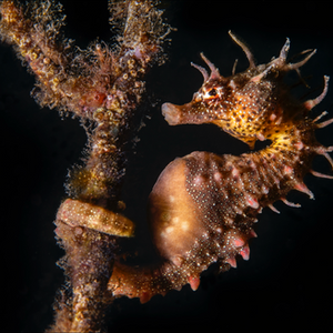 SEAHORSE AT NIGHT
Short-headed seahorse (sp. Hippocampus breviceps) 7cm Edithburgh Jetty, South Australia

