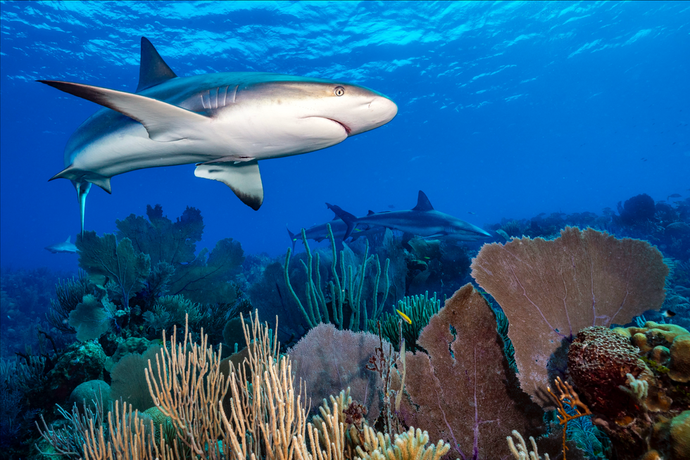 Caribbean Reef Shark 
Filling my frame with purple sea fans and porous sea rods, I settled low on the seabed, concealing myself and my camera as much as possible in the hope of a close pass from the circling Caribbean reef shark. Hunkered down, I waited for the perfect moment. Finally this creature elegantly swam into my frame, its shiver in the background, beautifully adding depth to the image.
Jardines de la Reina has been a successfully protected national marine park since 1996. Today fishing and visitor numbers are restricted and its ninety mile long archipelago of reefs and cays are renowned for pristine corals and flourishing marine life.
