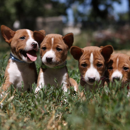 Дегельминтизация собак