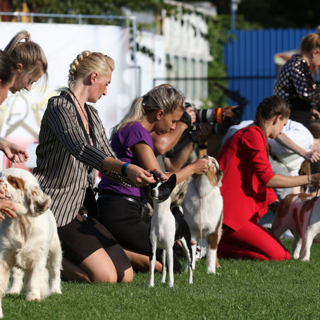 Что такое выставки собак?