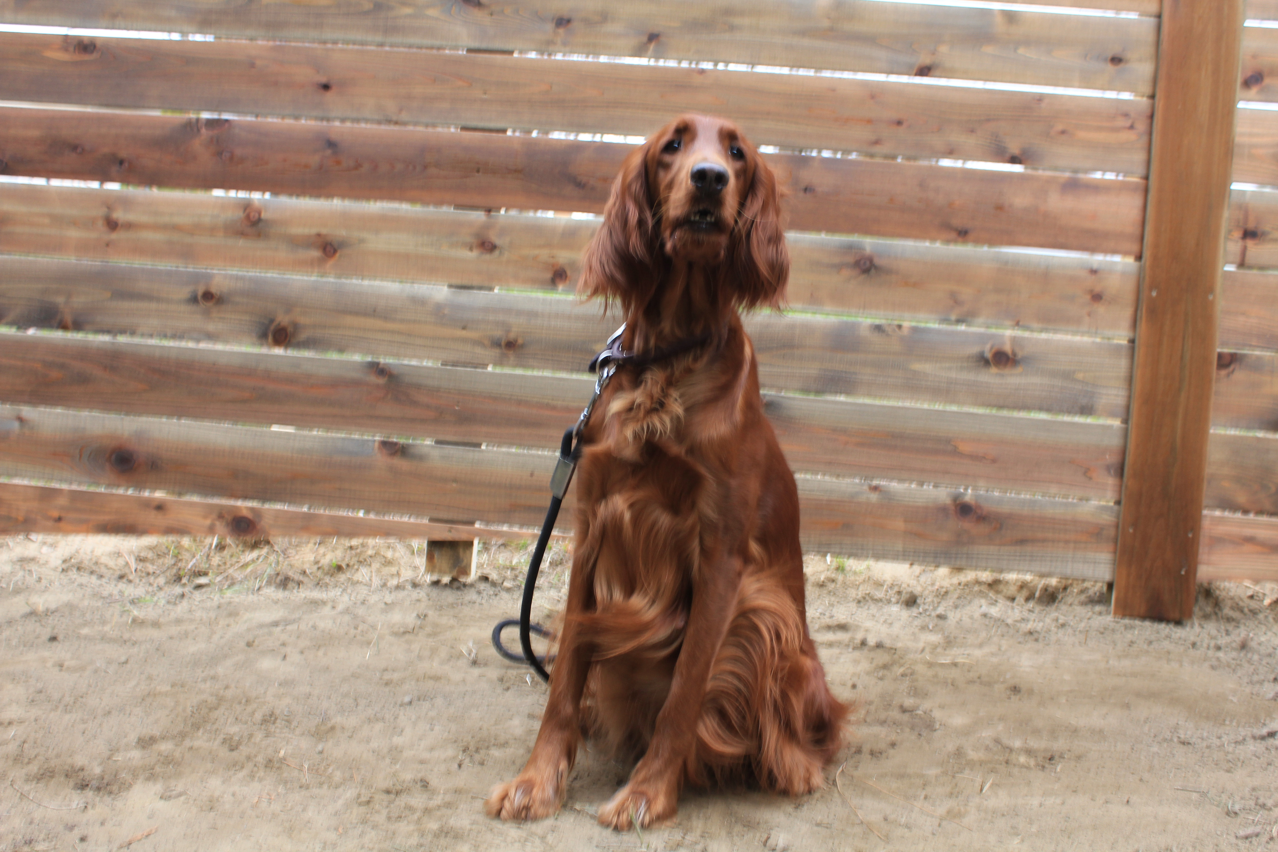 Golden Irish Puppies | BC, Canada | Stone Pillow Farms ...