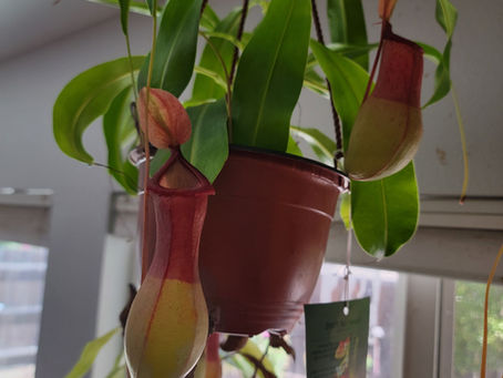 Nepenthes: Nature’s Pest Control