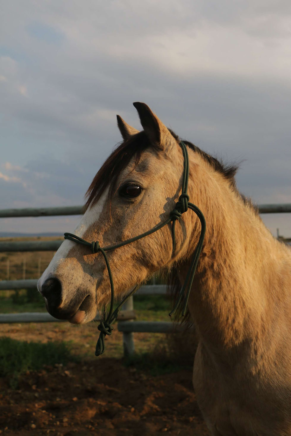 Thumbnail: Rope halter 