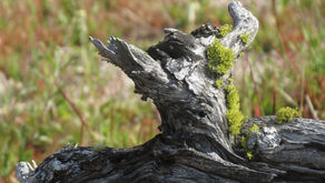 Depth of Field: עומק שדה