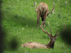 aaa elk with antlers4