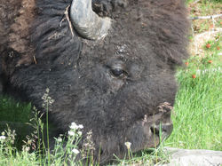 bison6
