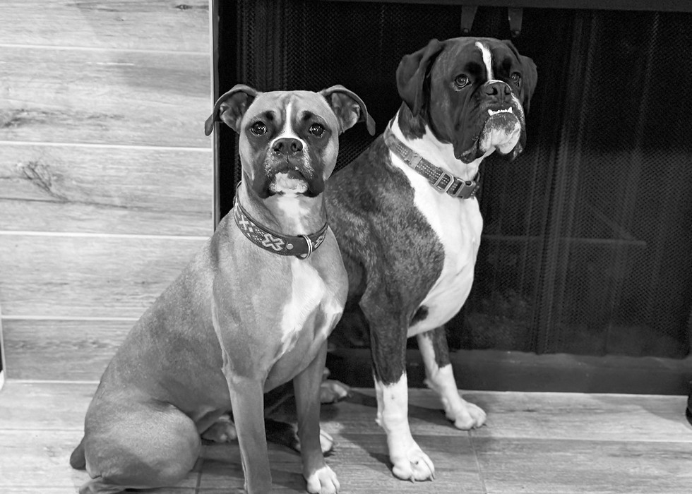 boxer dogs are training while people learn through custom to the point online courses
