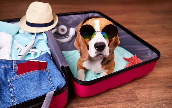 a-beagle-dog-in-sunglasses-is-lying-in-a-suitcase-2022-10-31-07-15-40-utc.jpg
