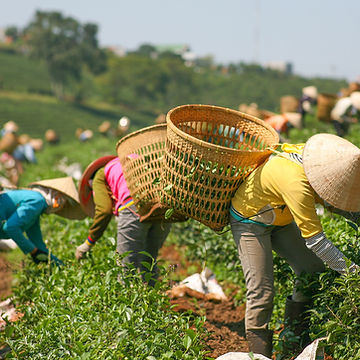 Harvesting Tea Leaf