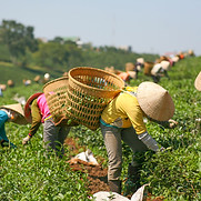 tea fields