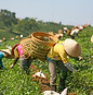 Harvesting Tea Leaf