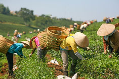 Harvesting Tea Leaf