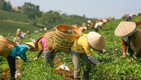 Agriculture Negotiations: Work in the WTO