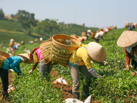 Thực trạng và những khuyến nghị trong quản lý, sử dụng đất đai có nguồn gốc từ nông - lâm trường