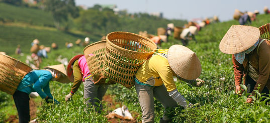 Harvesting Tea Leaf