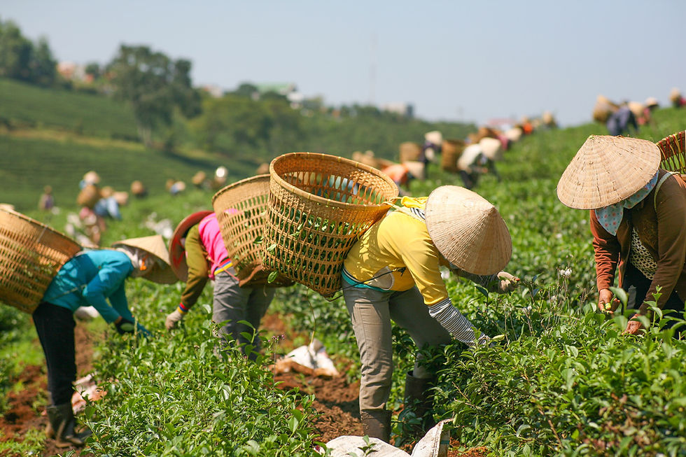 Tea Harvesting Scene