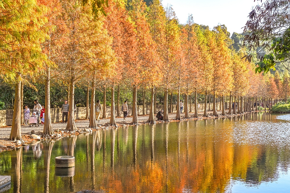 Cypress Tree at Daxi Yuemei Wetland Ecological Park. Source: 周花花
