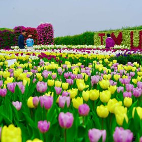 🌸 Sehari di Taichung: Menikmati Alam, Seni, dan Kuliner Malam yang Lezat