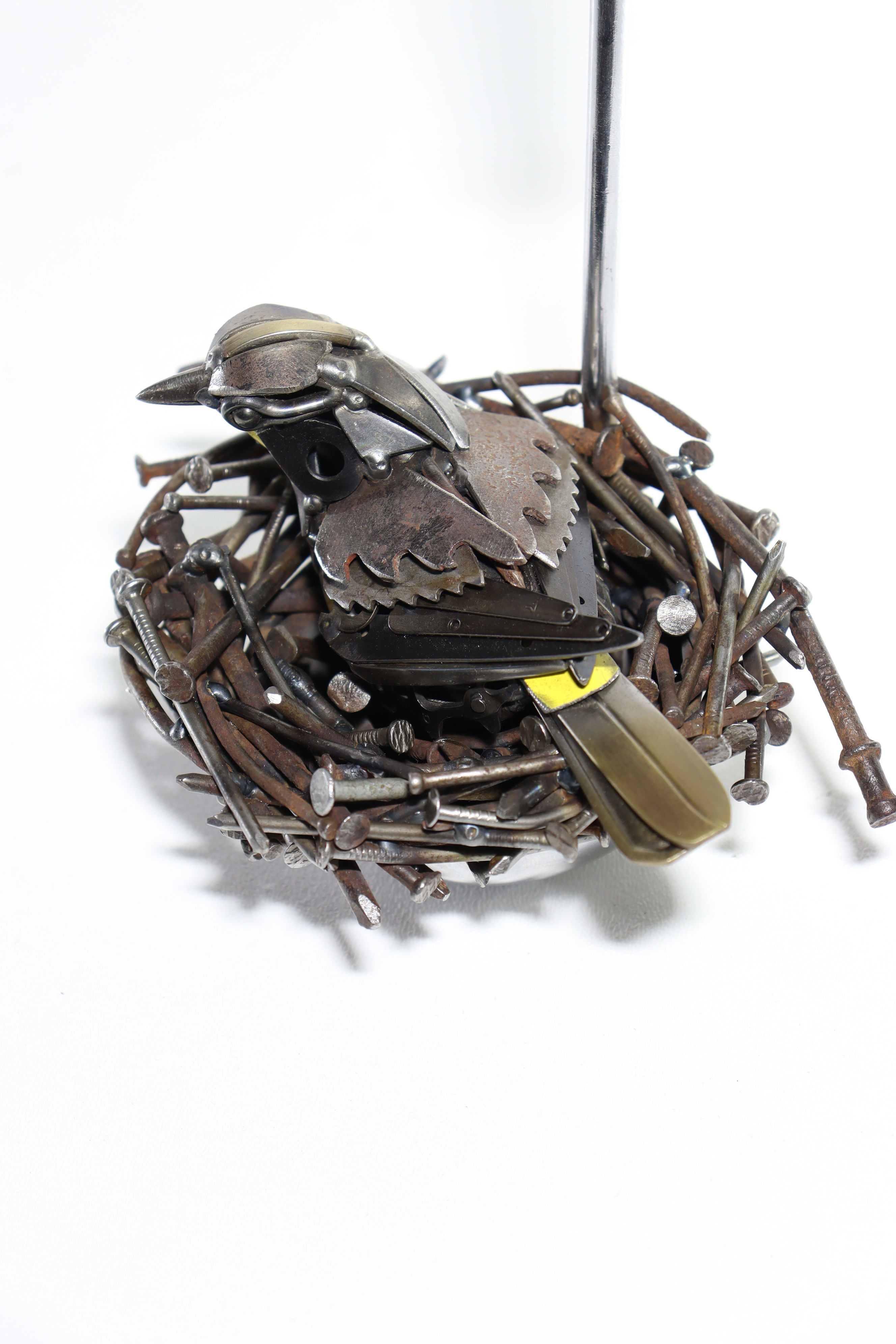 Yellow Rumped Warbler