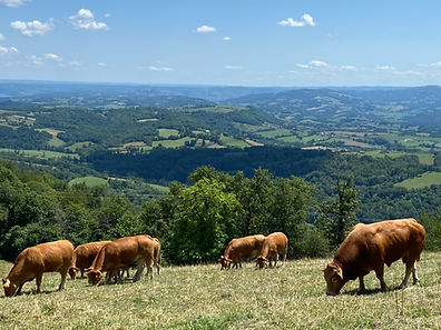 Vaches dans un près sur la route de Compostelle