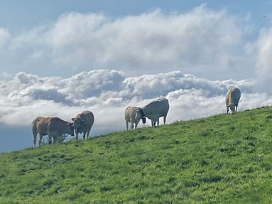 Vaches dans un pré sur le Chemin de Compostelle