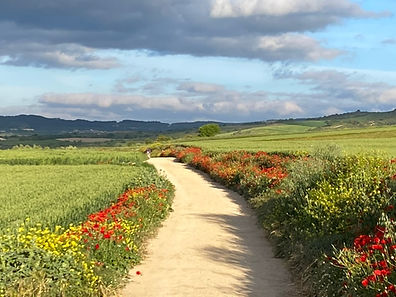 Le chemin de Compostelle bordé de fleurs rouge