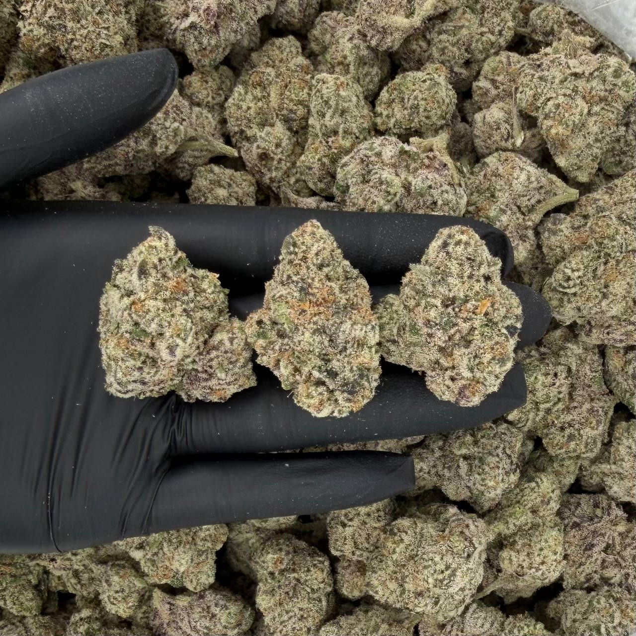 Royal Zkittlez