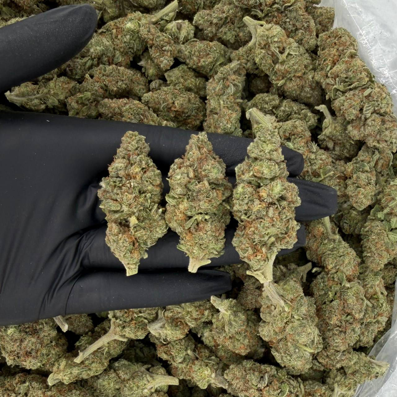 Skunk