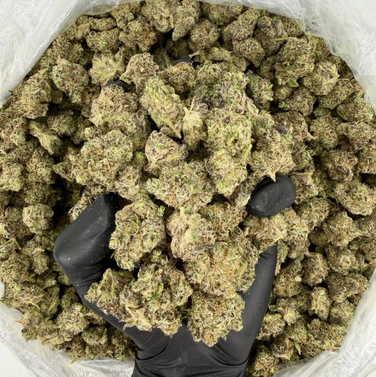 ZaZa Mediums: Blueberry Gas