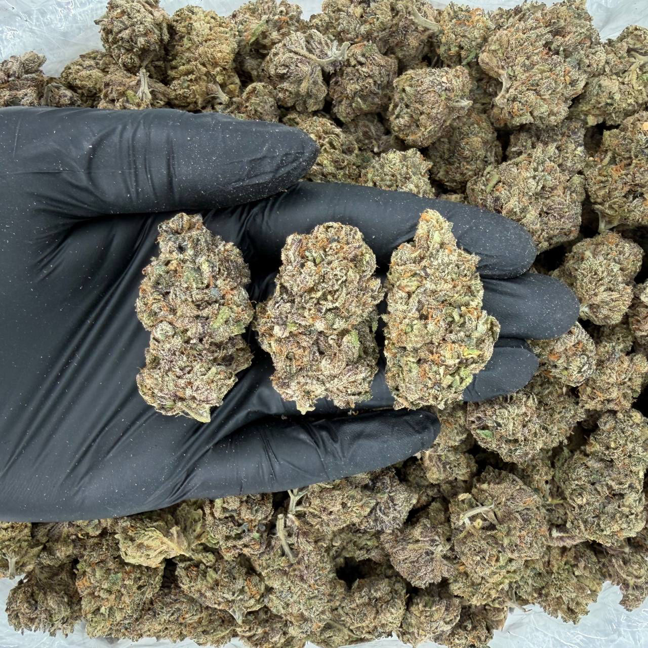 BlueBerry Gelato