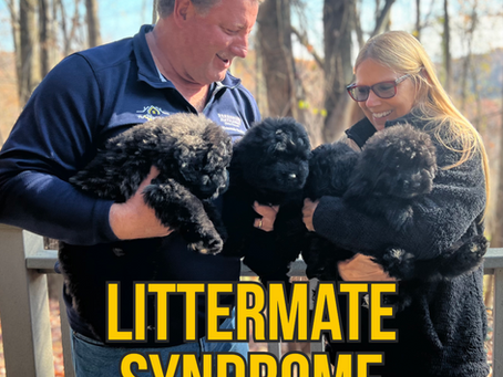 Littermate Syndrome
