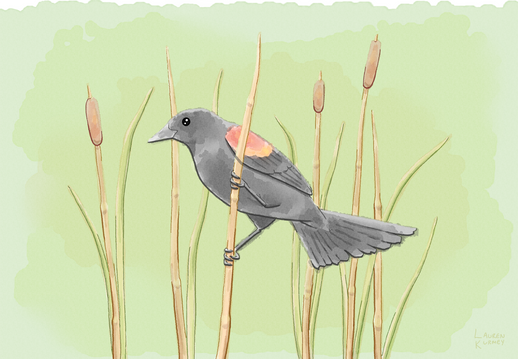 422 red winged bb sm.png