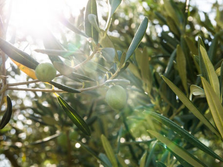 Zeytin Sağlıktır