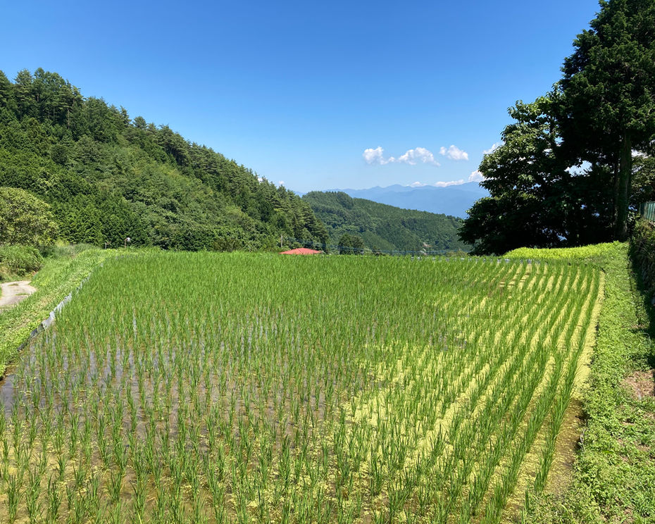 田植えの終わった棚田