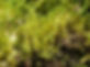 Bryum pseudotriquetrum © Beata Papp
