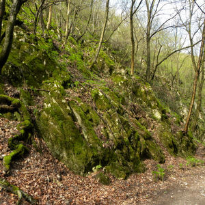 shaded rock habitat © Beata Papp