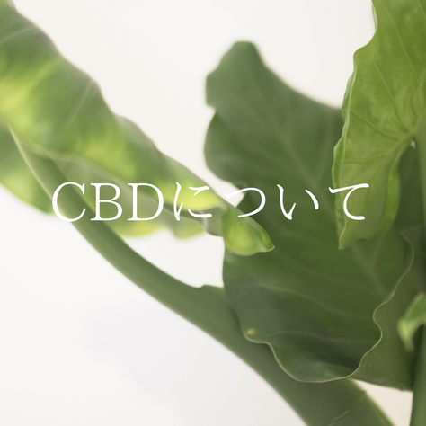 医療美容業界大注目！【𝑪𝑩𝑫について】