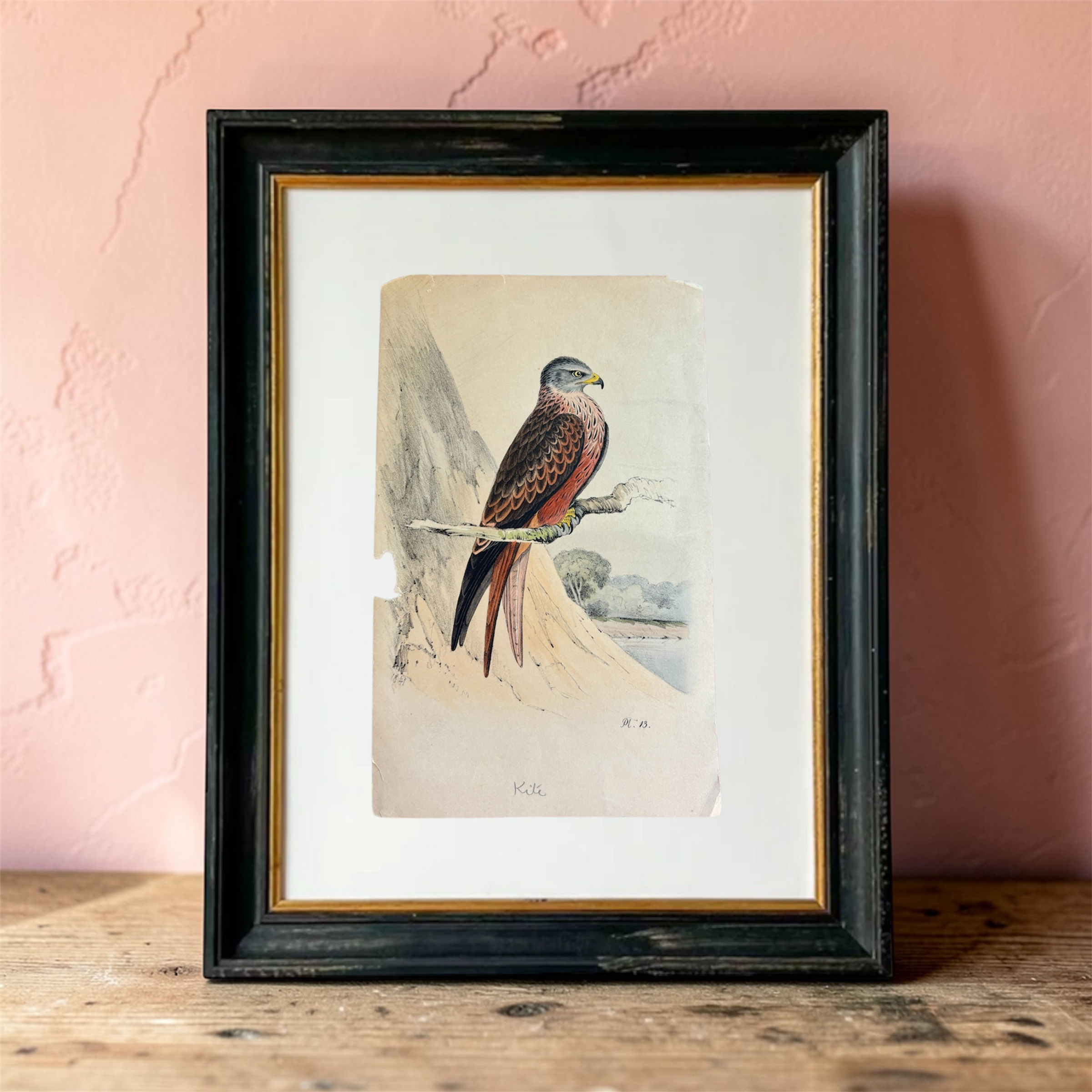 ‘Kite ’ after George Edwards, Hand-Coloured Engraving, c.1815