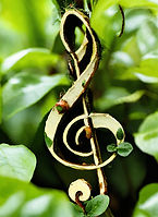 plant (2)