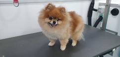 Fluffy orange and cream Pomeranian standing on a grooming table after a tidy trim at Clip and Polish mobile dog grooming.
