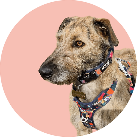 A light brown, wiry-haired dog wearing a colourful patterned harness and collar, photograp