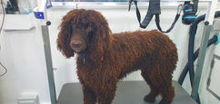 “A curly-coated brown dog standing on a grooming table inside a professional dog grooming van, with long ringlet fur covering its body and ears.”

