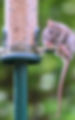 Mouse feeding on bird feeder seeds outdoors – common rodent pest that can infest gardens a