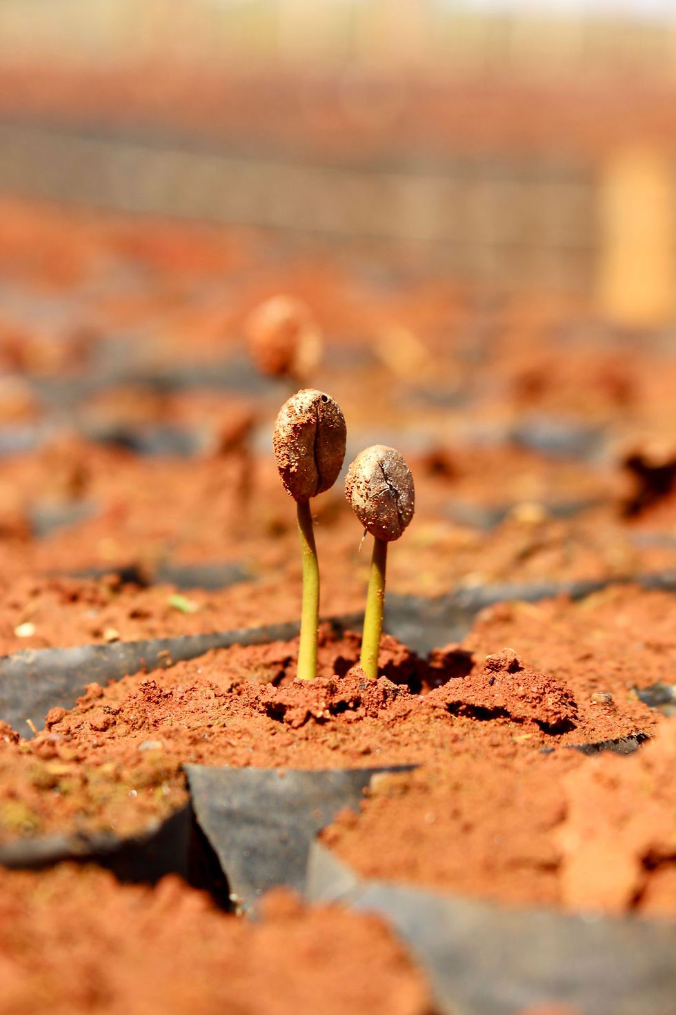 Miniatura: Sunny Day