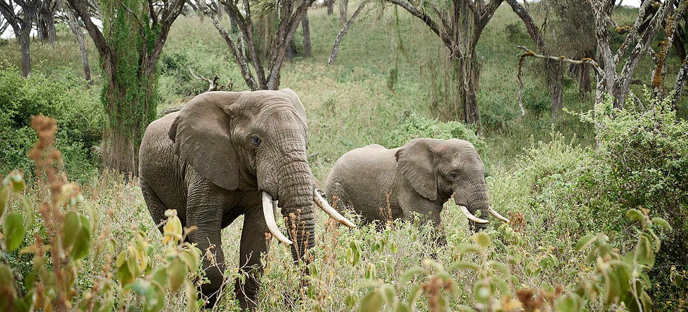 Wildllife Surroundings