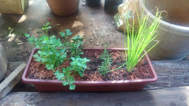 Salsinha, manjericão, alecrim e cebolinha no vaso