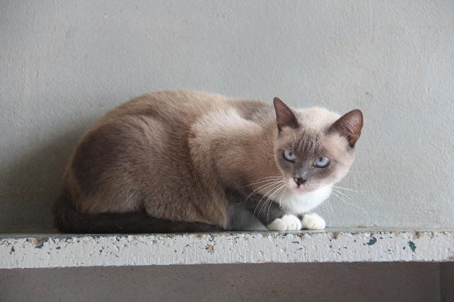 A foto mostra um gato marrom claro e olhos azuis olhando para a câmera em alerta.