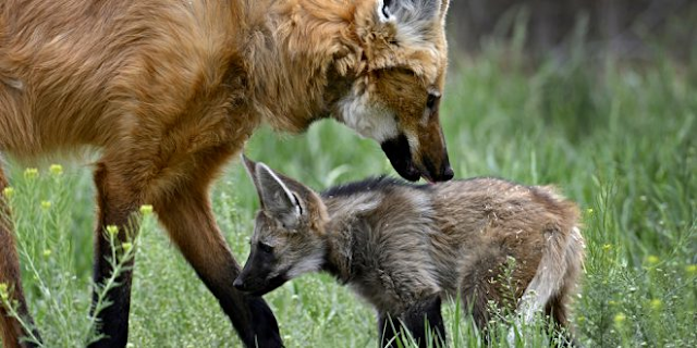 A imagem mostra um lobo-guará fêmea e seu filhote. Eles estão na natureza com uma grama verde em volta, tem flores pequenas e amarelas na vegetação. A lobo adulta tem pêlos avermelhados, patas pretas, branco na garganta e boca preta. O filhote ainda é acinzentado e já tem a boca preta.