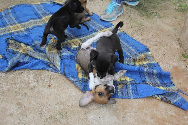 A foto mostra quatro cachorrinhos filhotes brincando em cima de uma coberta xadrez azul. Dois cachorrinhos são pretos, um é marrom e o outro é branco com marrom.