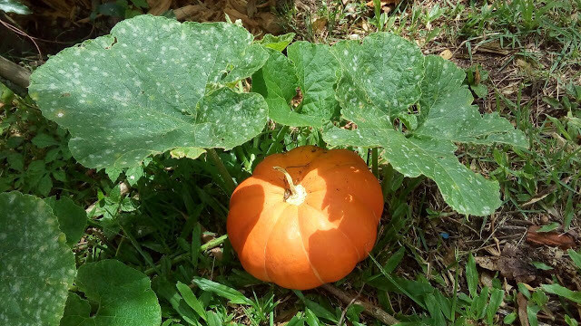 Moranga plantada no chão